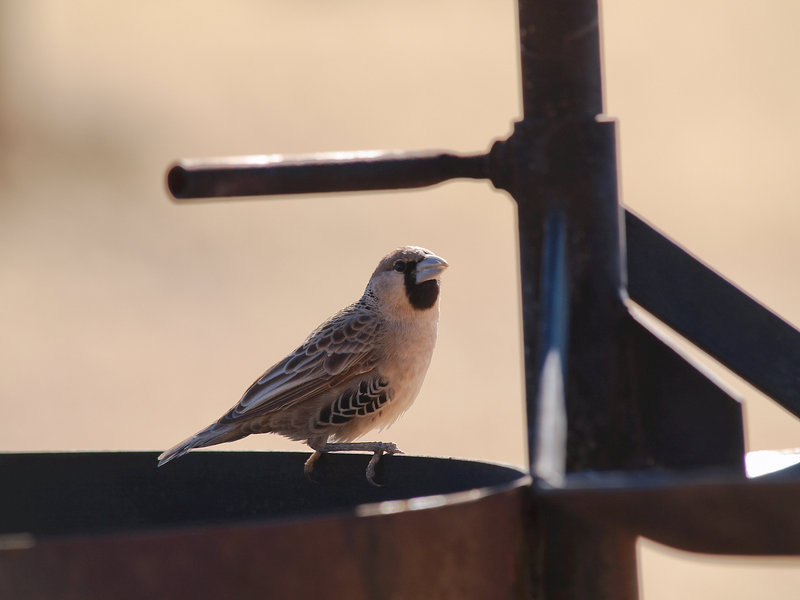 Weaver bird, Desert Camp